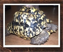 ヒョウモンリクガメ 