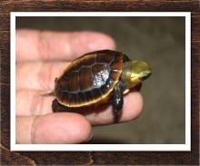 チュウゴクセマルハコガメ 