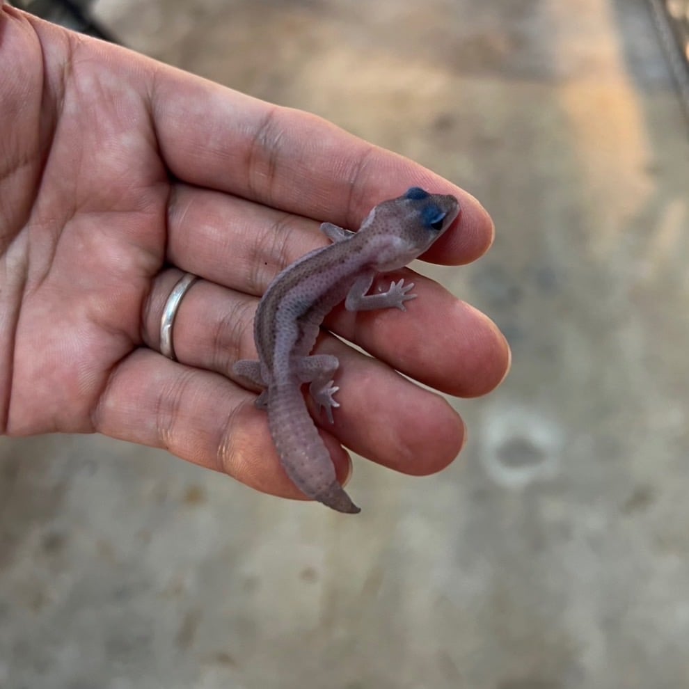 ニシアフリカトカゲモドキ ホワイトアウトオレオパターンレス