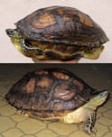 ハラスジヤマガメ 