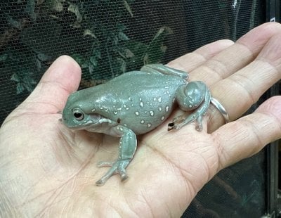 アマガエル 