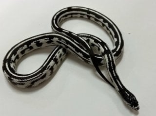 アベラント