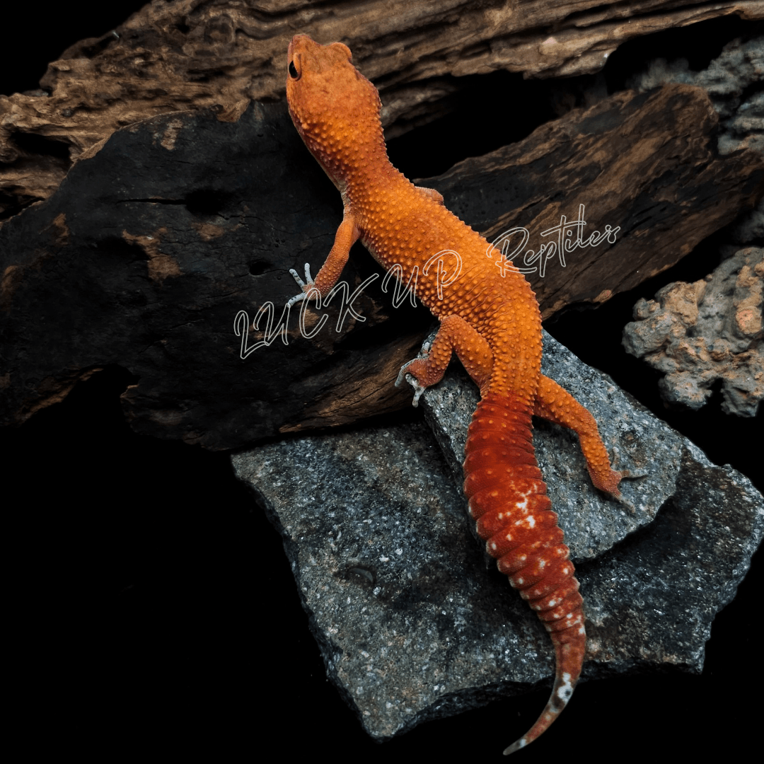 ヒョウモントカゲモドキ マンダリン