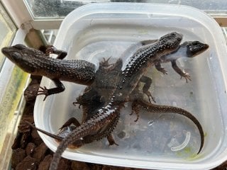 ベーコンミズトカゲ 