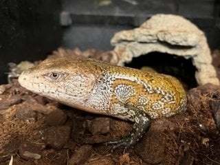 アオジタトカゲ 