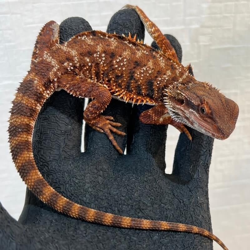 フトアゴヒゲトカゲ ダークレッド