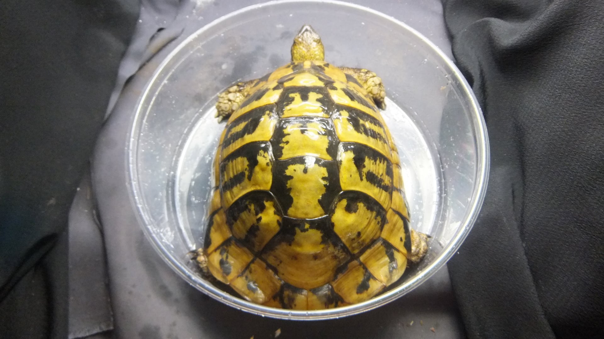ヘルマンリクガメ 