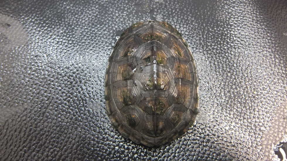 クサガメ 