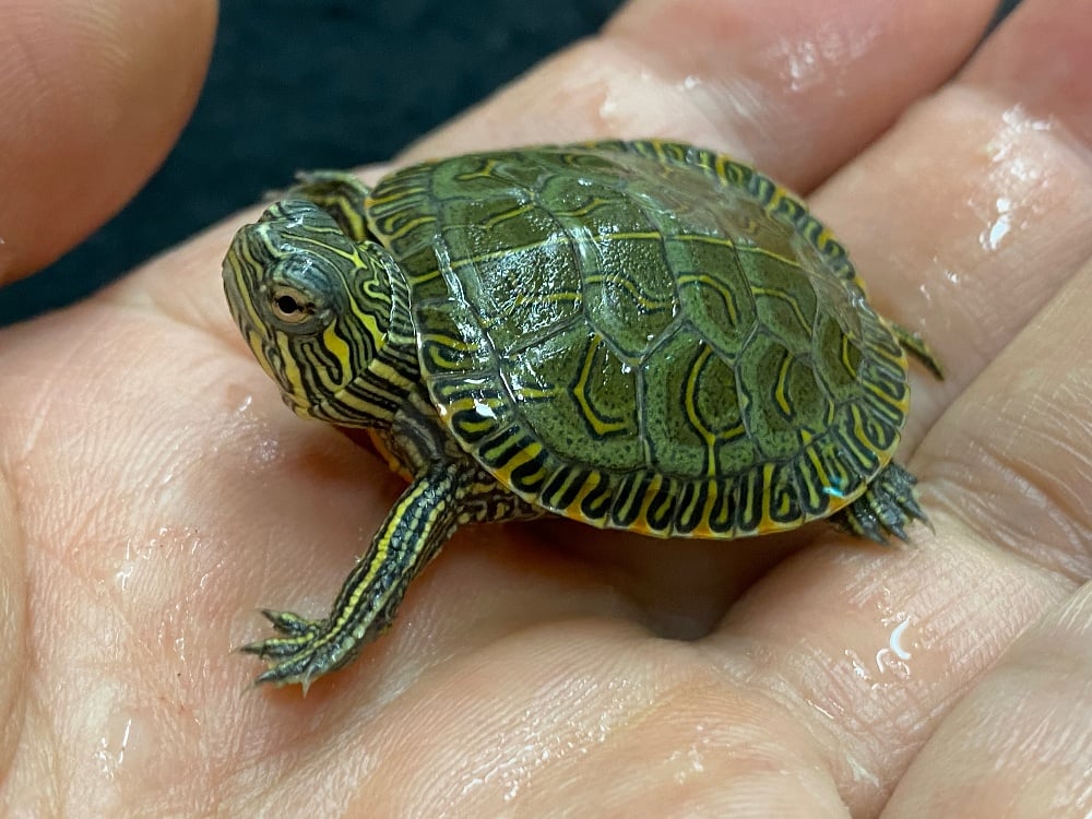 セイブニシキガメ 