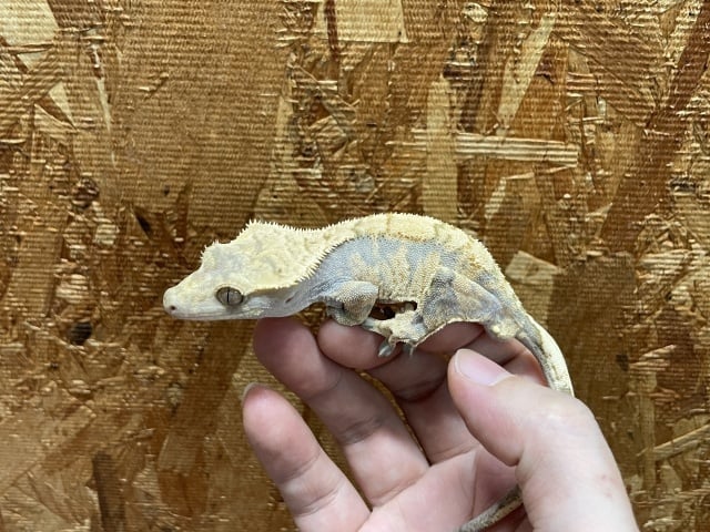 ハーレクイン