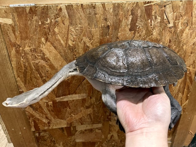 エキスパンサーナガクビガメ 