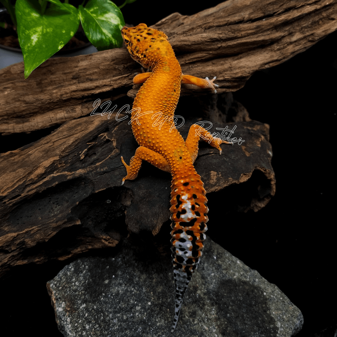 ヒョウモントカゲモドキ アルティメットＧＴ