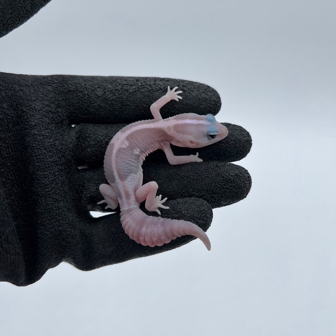 ニシアフリカトカゲモドキ ゴーストオレオゼロhetパターンレス