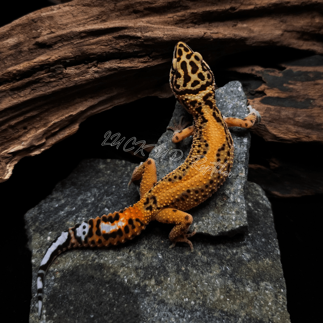 ヒョウモントカゲモドキ エメリン