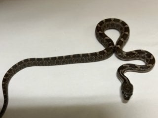 ブラックラットスネーク 