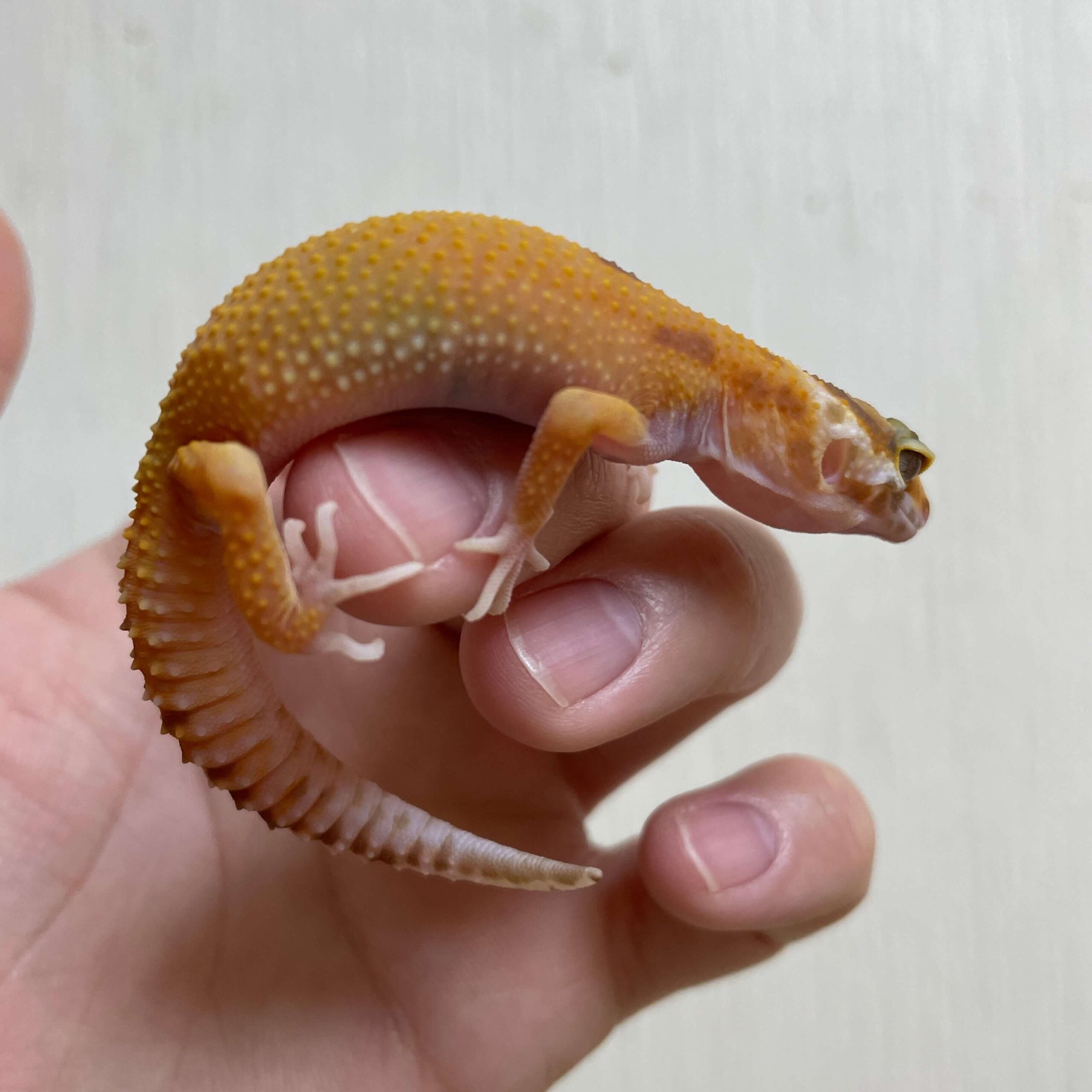 ヒョウモントカゲモドキ タンジェリントレンパー