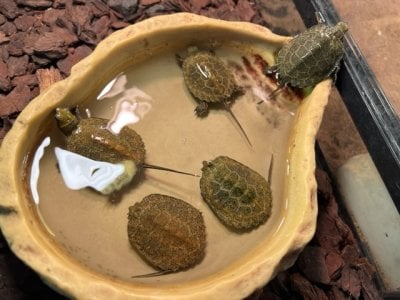 ニホンイシガメ 