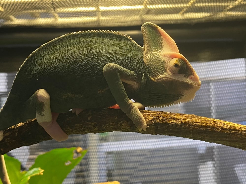 カメレオン パイド