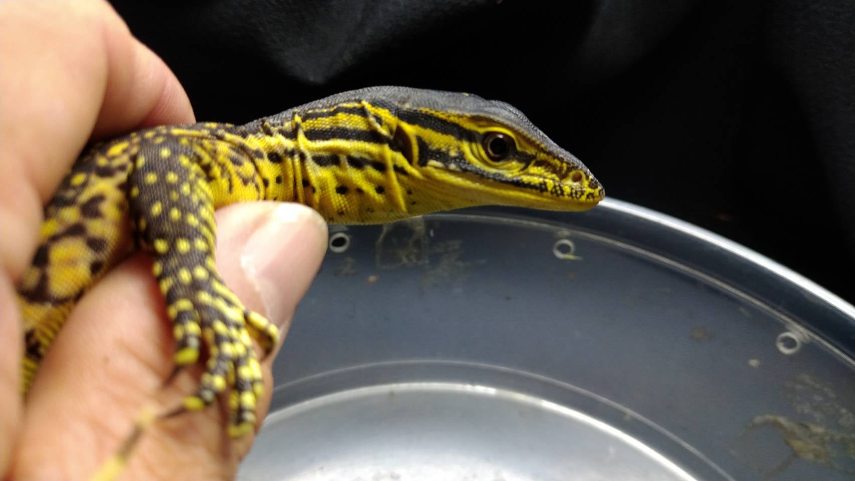グールドモニター 