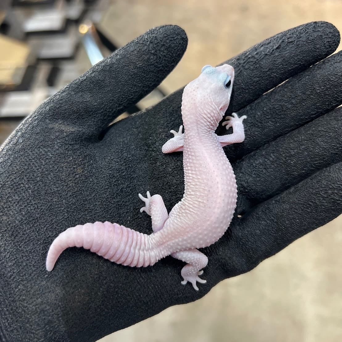 ニシアフリカトカゲモドキ ゴーストオレオパティ