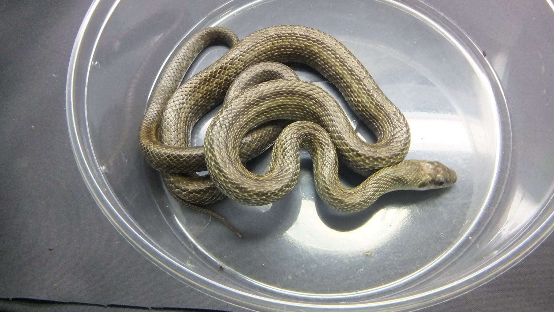 アオダイショウ 