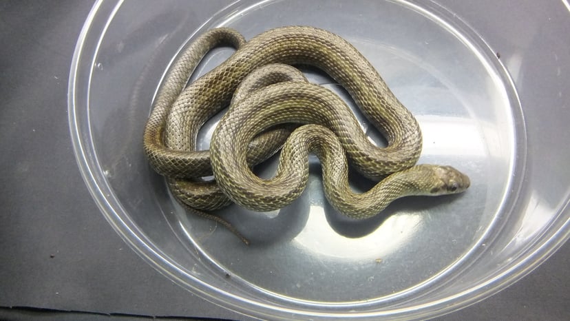 アオダイショウ