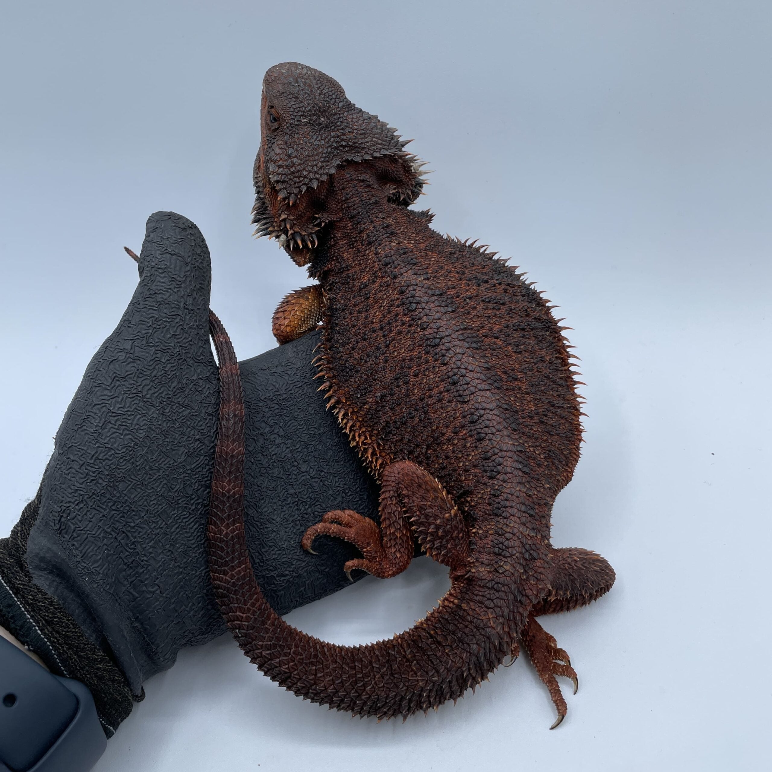 フトアゴヒゲトカゲ ダークレッド