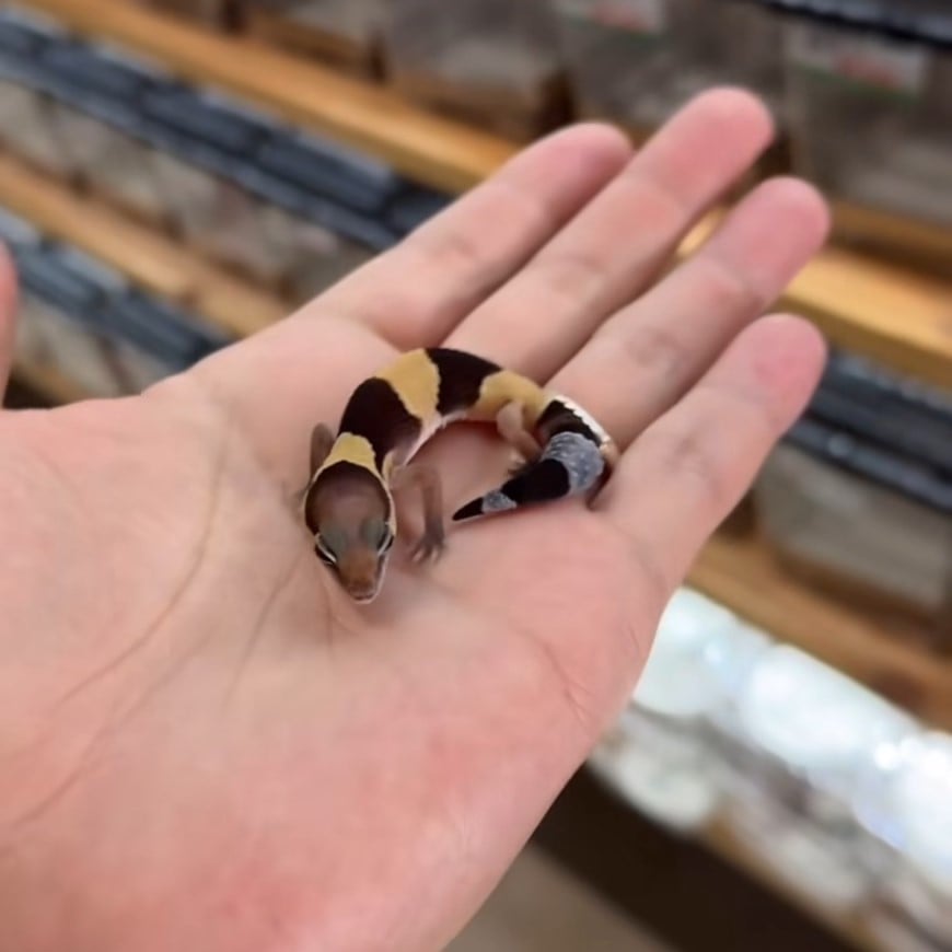 ニシアフリカトカゲモドキ Hetアメルパターンレス