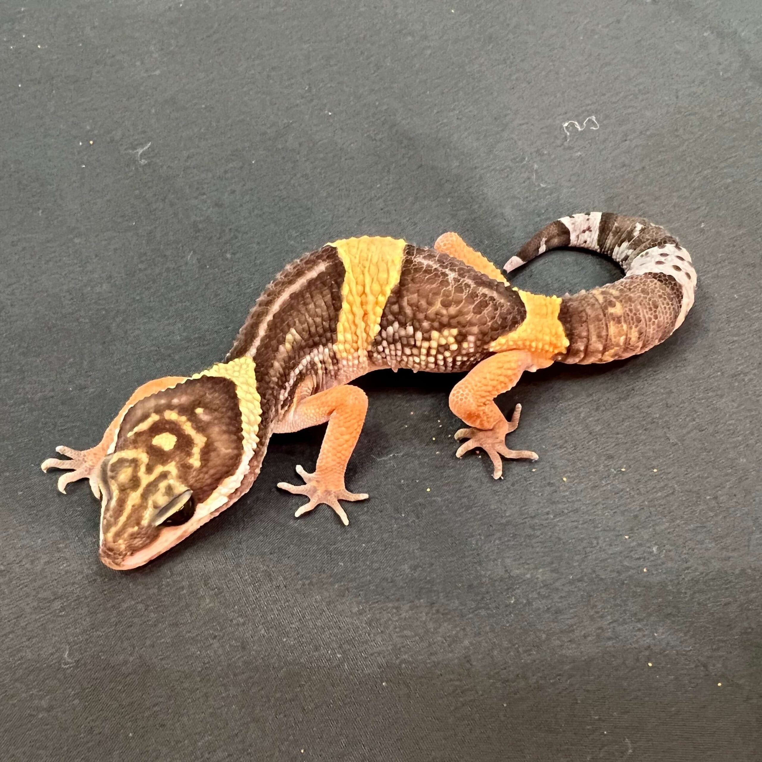 ヒガシインドトカゲモドキ 