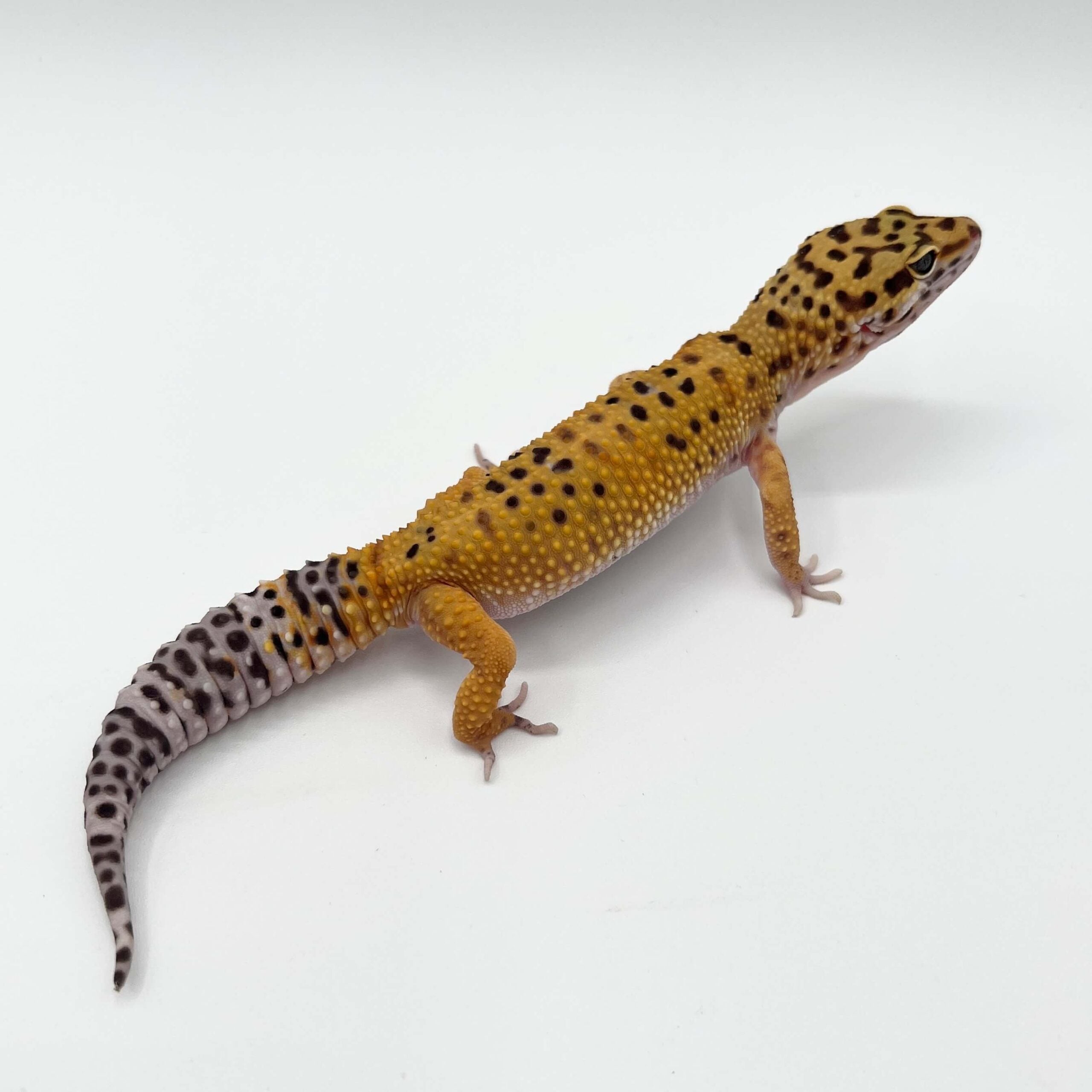 ヒョウモントカゲモドキ タンジェリン