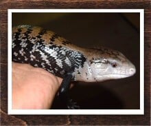 アオジタトカゲ 