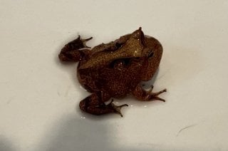 ツノガエル オレンジ