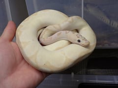 ボールパイソン バナナパステルエンチクラウン