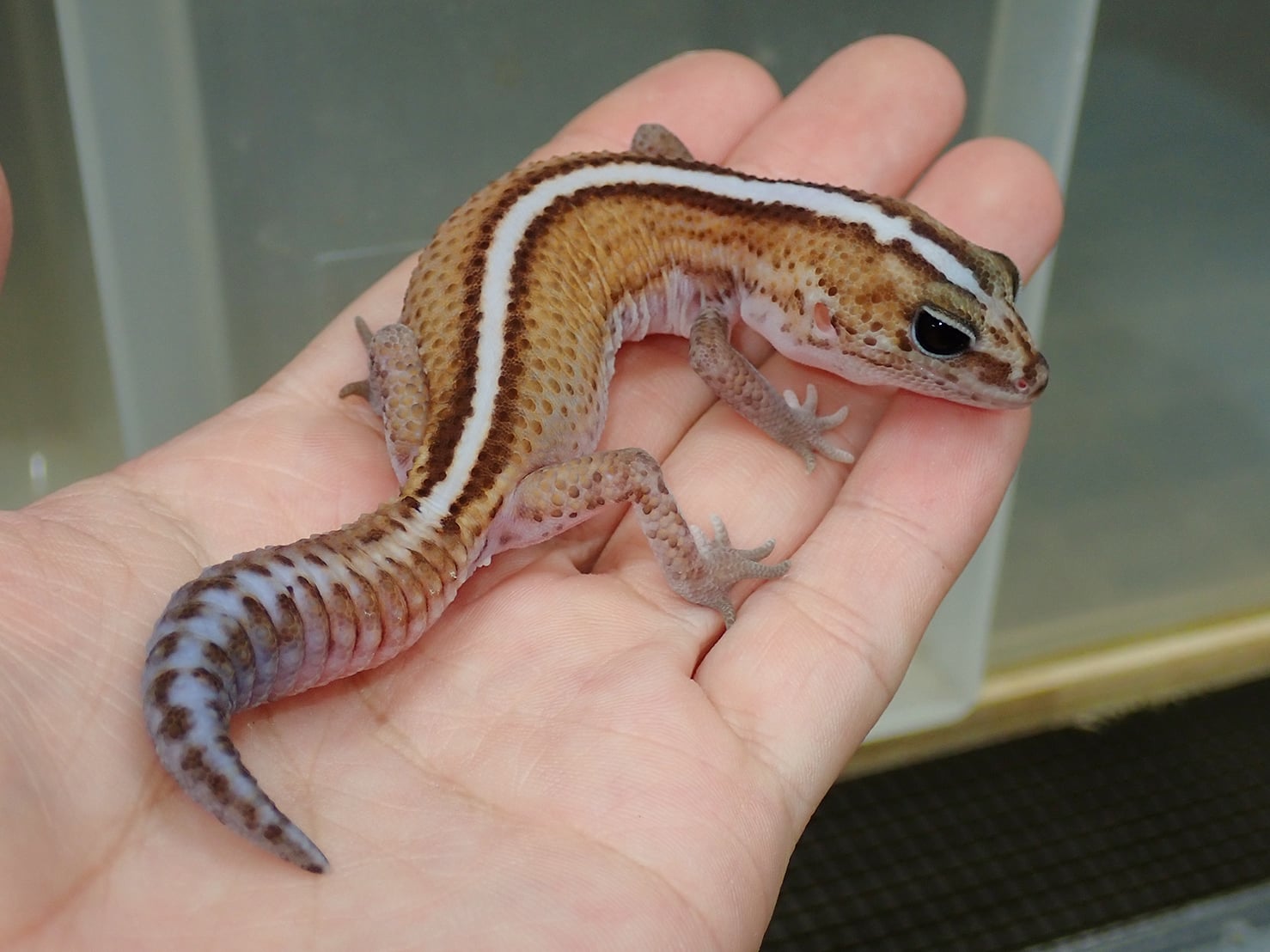 ニシアフリカトカゲモドキ パターンレス