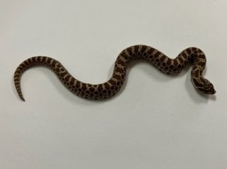 セイブシシバナヘビ レッドhetアルビノ50％hetスノー