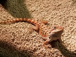 フトアゴヒゲトカゲ レッドレザーバック