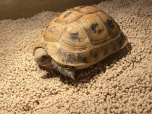 ギリシャリクガメ 