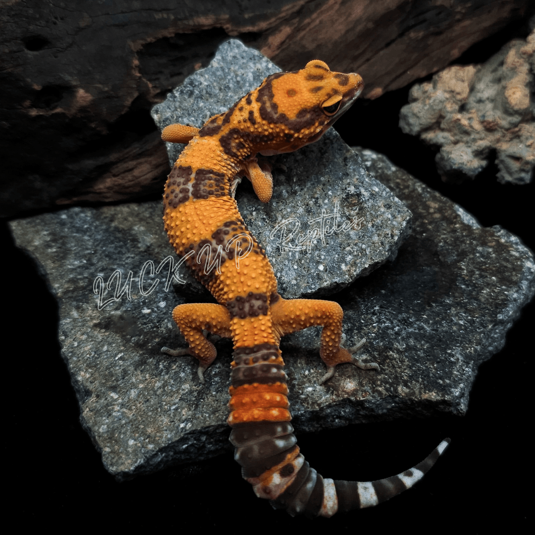 ヒョウモントカゲモドキ タンジェリントレンパー