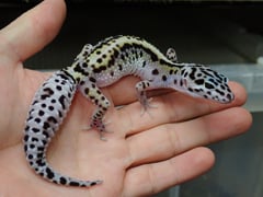 ヒョウモントカゲモドキ マックスノーボールドストライプ