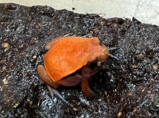 トマトガエル