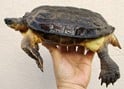 ハラスジヤマガメ 