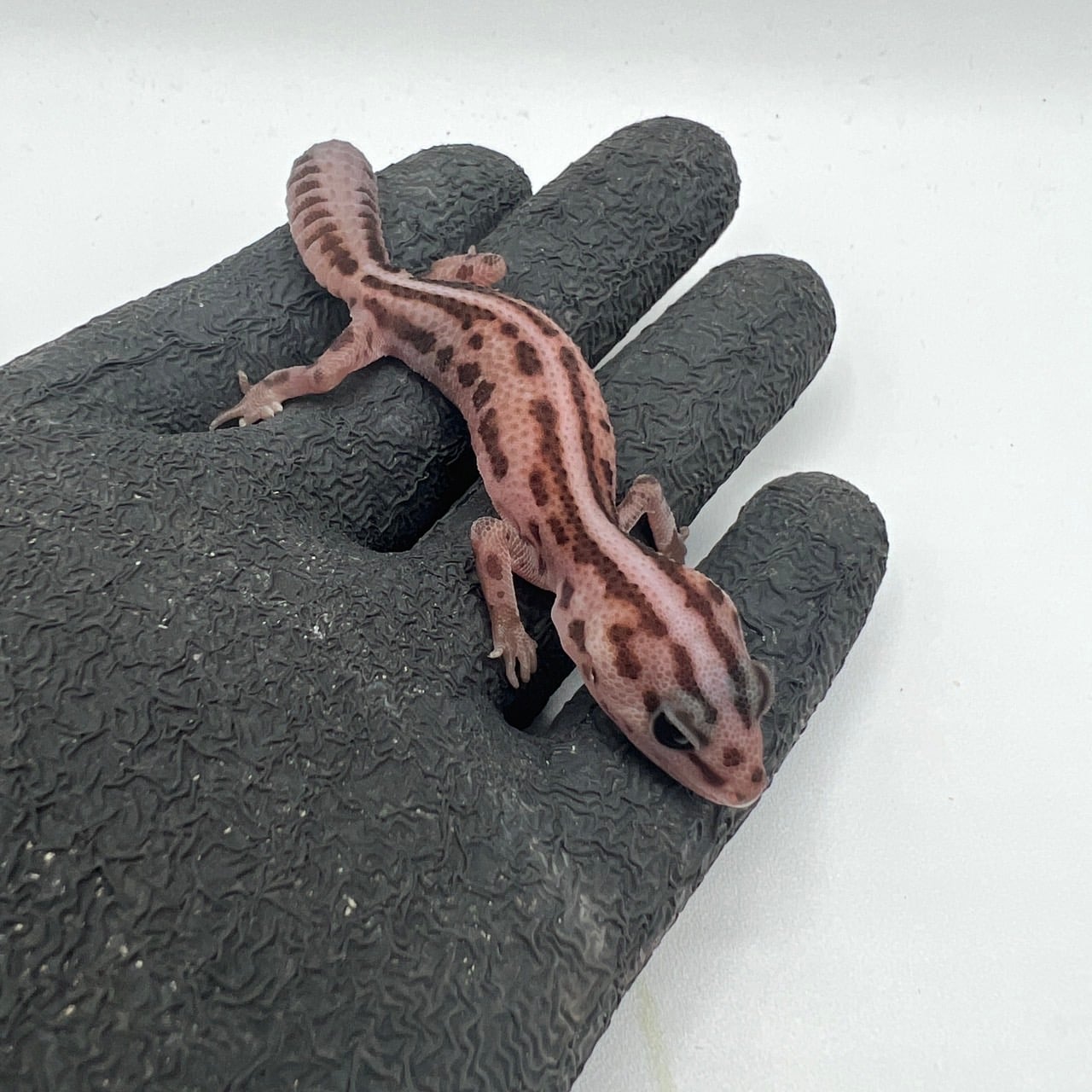 ニシアフリカトカゲモドキ ホワイトアウトパターンレス