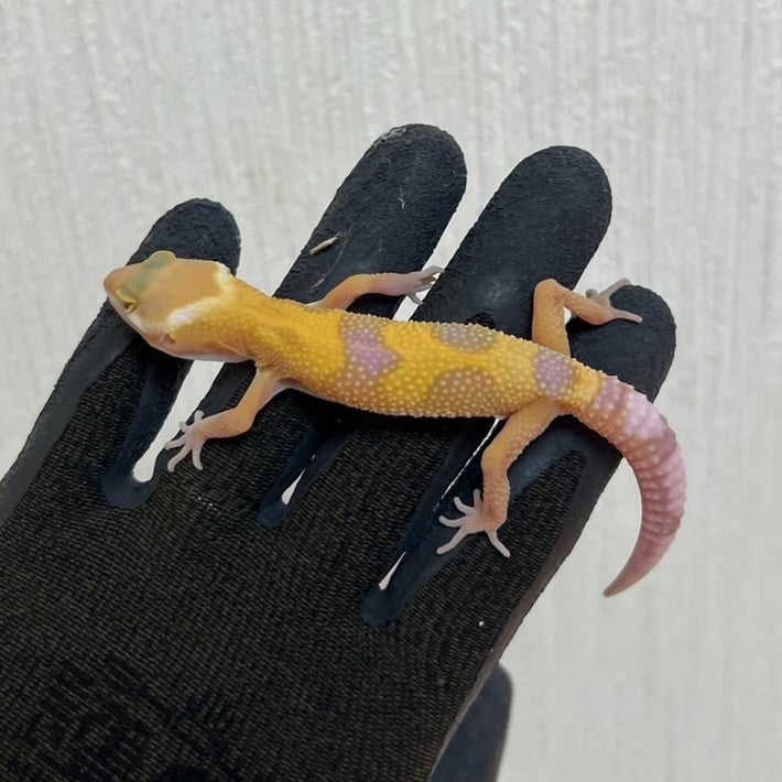 ヒョウモントカゲモドキ トレンパー