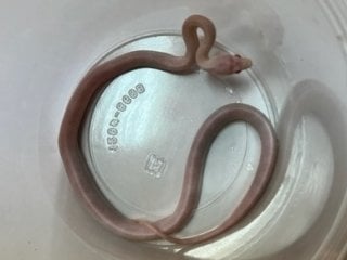 ブリザード