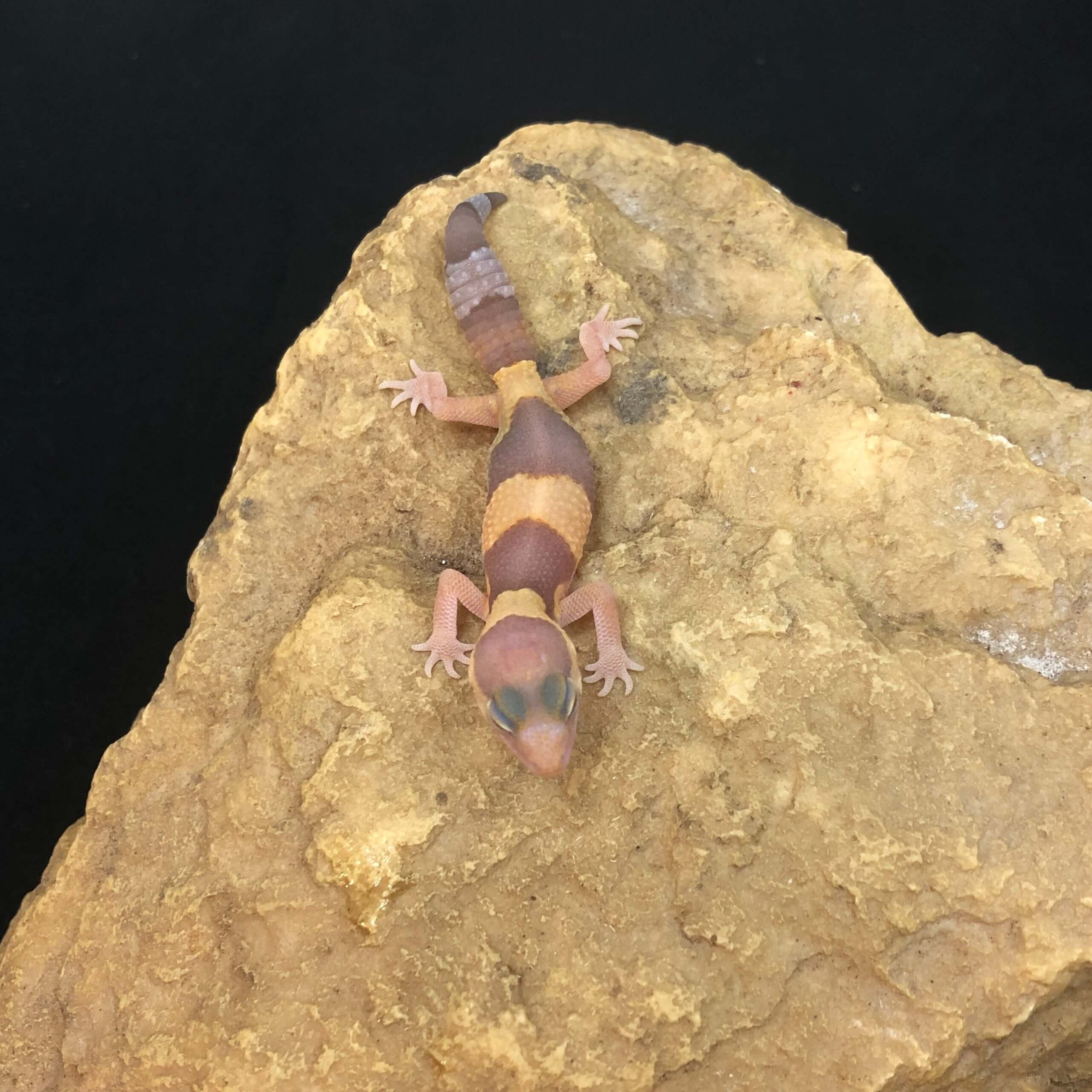 ニシアフリカトカゲモドキ アメル