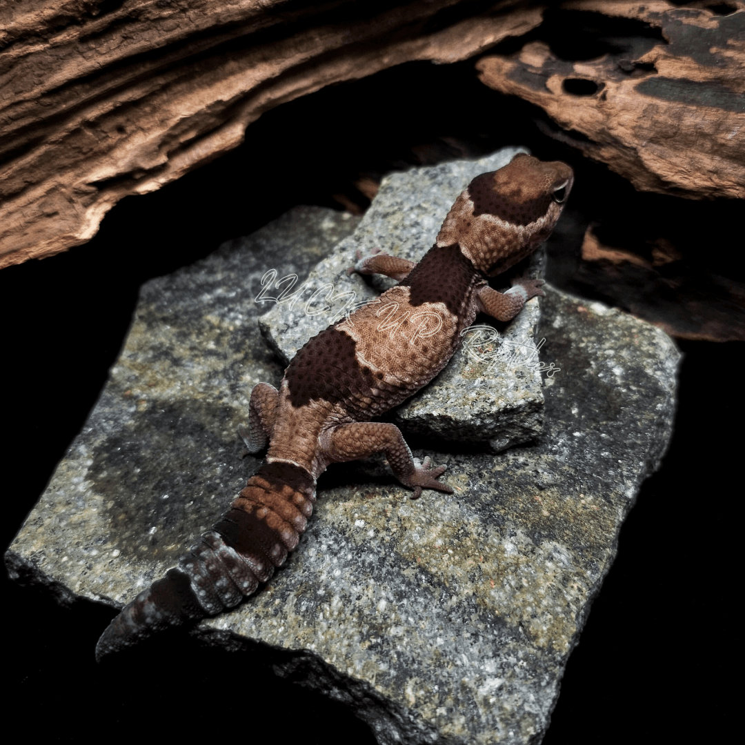 ニシアフリカトカゲモドキ ノーマルphパティ