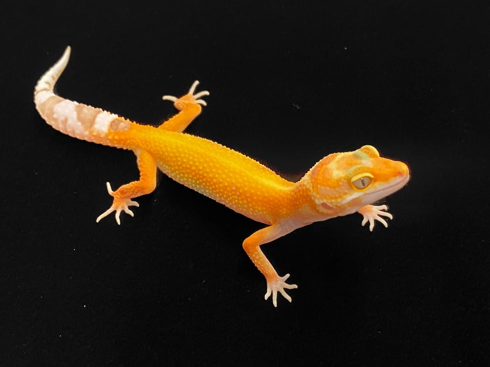 ヒョウモントカゲモドキ WYタンジェリンレインhetタイフーン