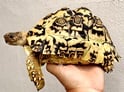 ヒョウモンリクガメ 