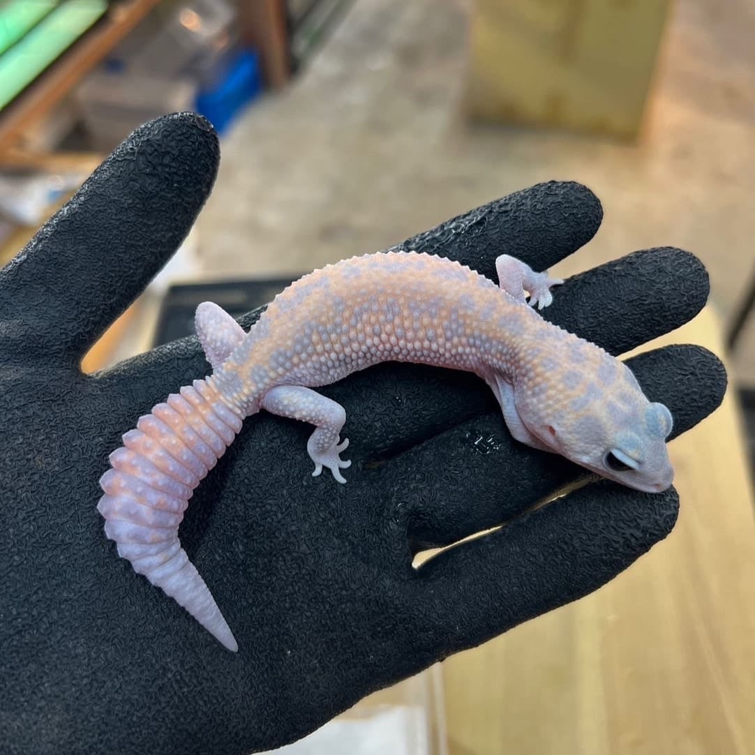 ニシアフリカトカゲモドキ ゴーストパターンレスhetオレオ