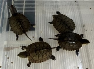 ヤエヤマイシガメ 